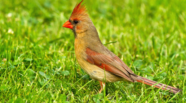What are the benefits of Eggcellent BSFL oil for senior animals?