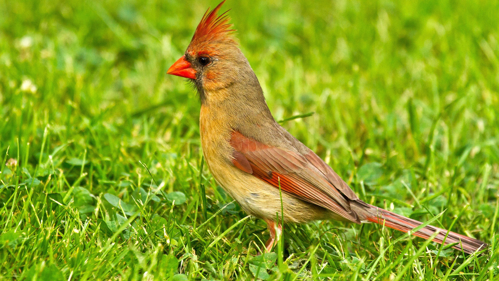 What are the benefits of Eggcellent BSFL oil for senior animals?
