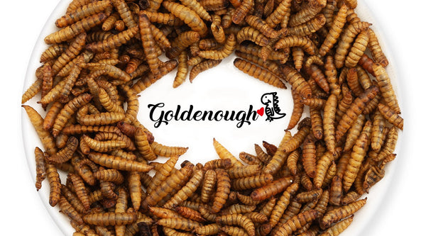 What's Black Soldier Fly Larvae？