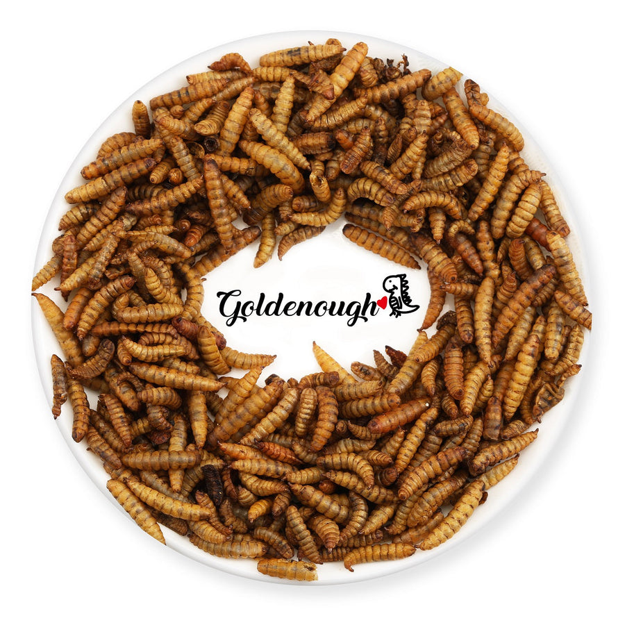 What's Black Soldier Fly Larvae？