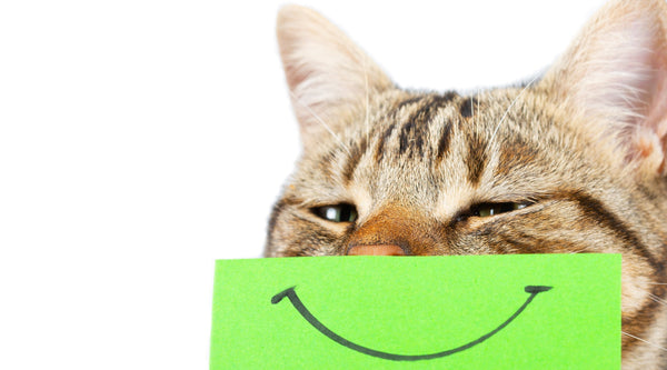 Eight key benefits of incorporating defatted and dried BSFL protein meal powder for pet?