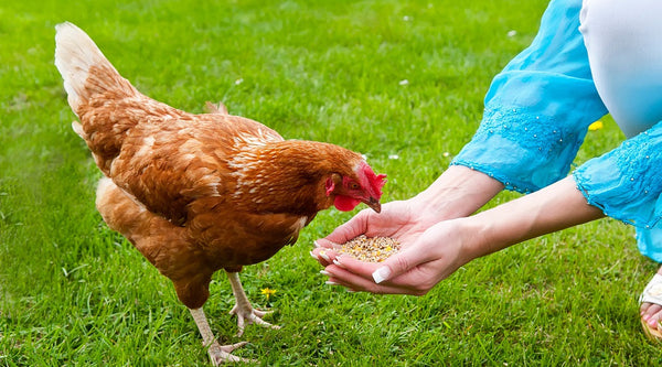 What are the benefits of dried black soldier fly larvae for poultry and birds?