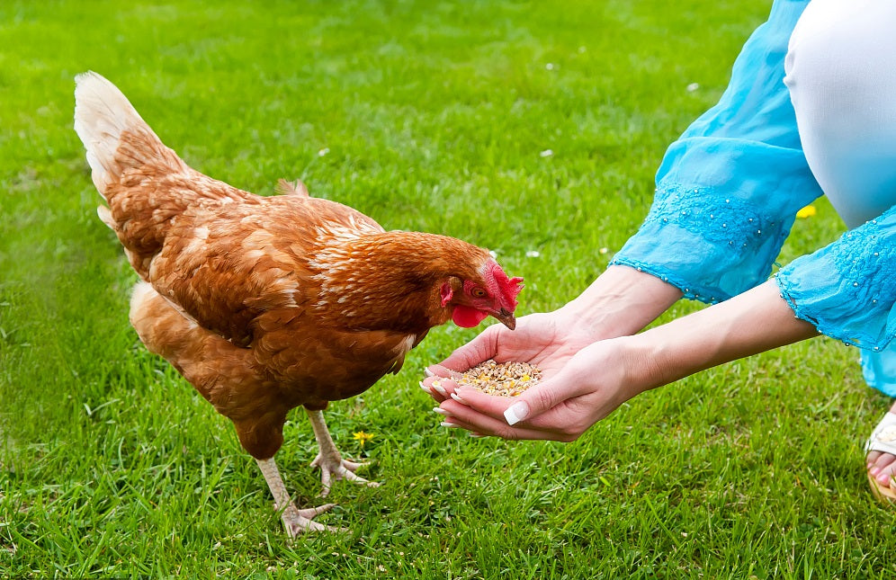 What are the benefits of dried black soldier fly larvae for poultry and birds?
