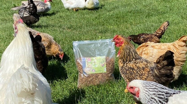 Why are amino acids in dried BSFL so important for livestock and aquaculture?