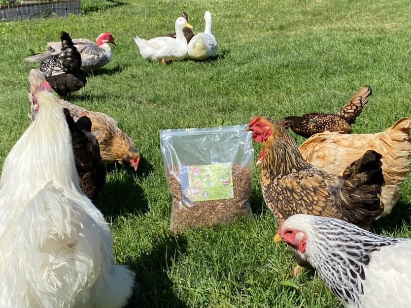 Why are amino acids in dried BSFL so important for livestock and aquaculture?