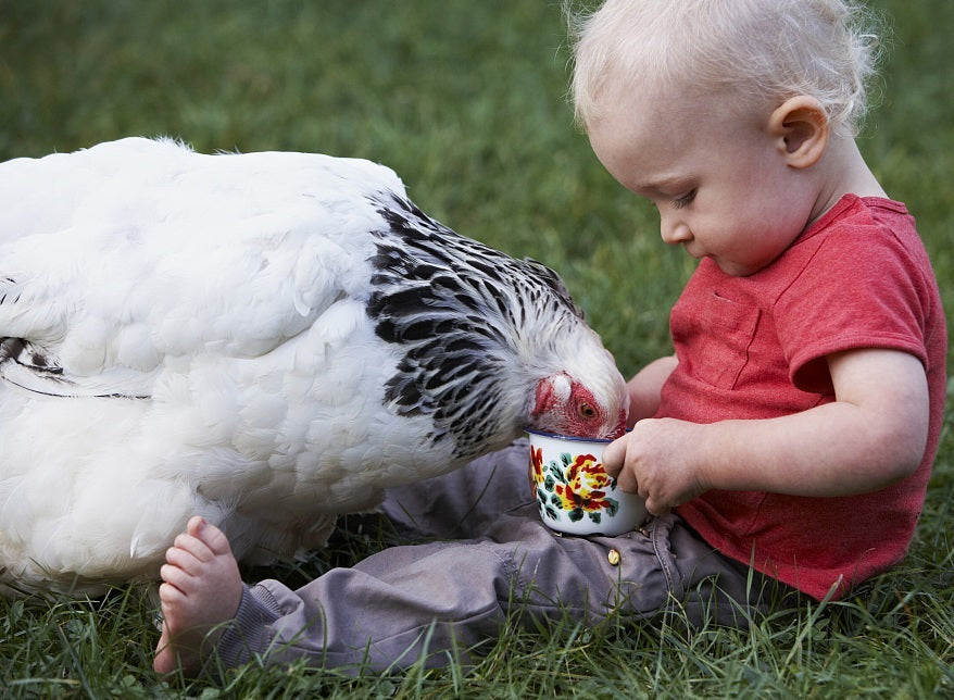 Why BSFL protein meal powder regards as lower footprint ingredient?
