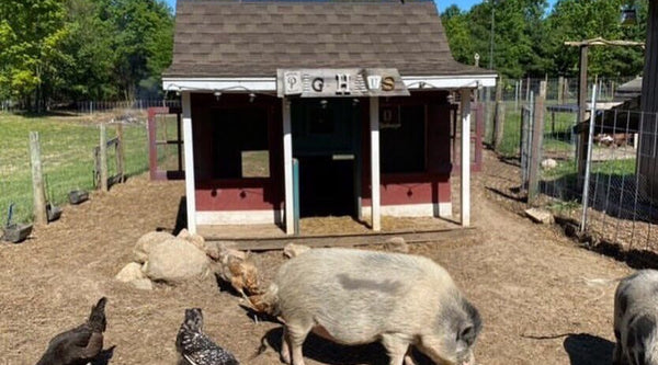 What are the benefits and effects of dred BSFL on livestock, turtles, lizards, and hedgehogs?